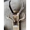 Image 1 : Mounted Deer & Large PRONG Horn Trophy Display – 2 Sets

Collection of two horn/antler trophy mounts