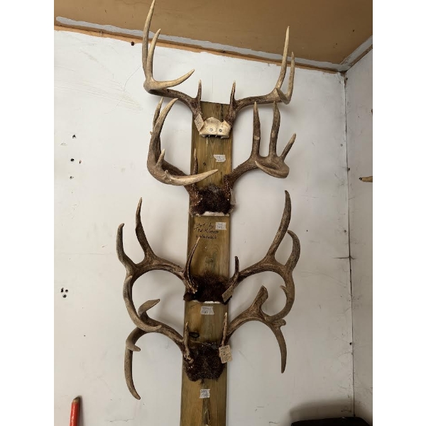 Collection of 4 Mounted Deer Antler Racks – Large Trophy Display

Collection of four deer antler rac