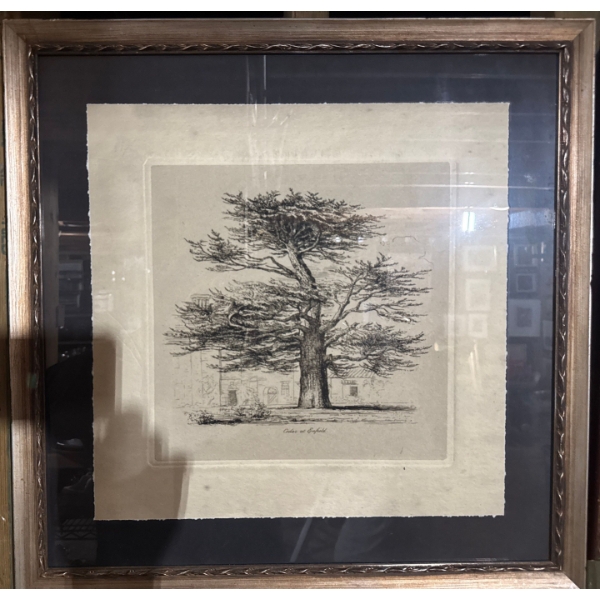 vintage art print titled "Cedar at Enfield", which is likely classified as a collectible piece of fr