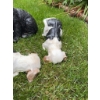 Image 2 : Three animal garden statues: one black bear holding a 'Welcome' sign and two black and white dog fig