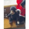 Image 3 : Plush bear wearing a Santa Claus jacket and hat, alongside a plush monkey. Both items are made of sy