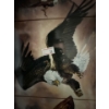 Image 4 : This is a "Guardians of the Canyon" eagle collector plate display from The Bradford Exchange, featur