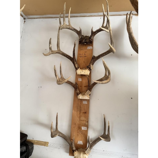 Large Mounted Deer Antler Rack Collection – Trophy Hunting Display

This impressive lot features a l