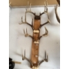 Image 1 : Large Mounted Deer Antler Rack Collection – Trophy Hunting Display

This impressive lot features a l