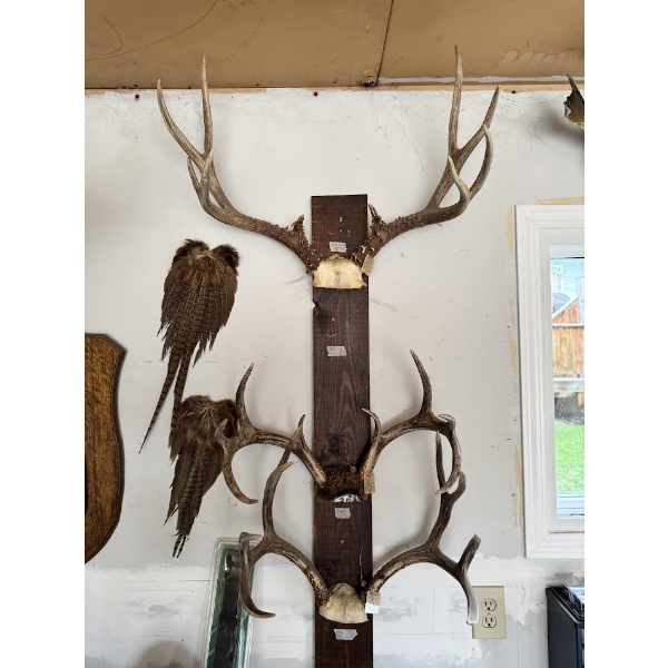 Collection of 3 Large Mounted Deer Antler Racks – Trophy Display

Collection of three mounted deer a