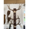 Image 1 : Collection of 3 Large Mounted Deer Antler Racks – Trophy Display

Collection of three mounted deer a