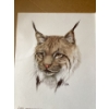 Image 3 : The drawing is a color pencil work by an artist named "Caltiel". The Eurasian lynx is widespread ac
