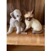 Image 1 : Coin pin and These are vintage ceramic figurines of a white poodle and a Siamese cat. 
The poodle fi