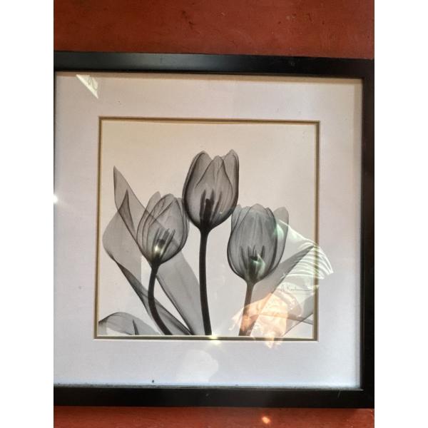 framed wall art print titled "Tulip Trio" by artist Albert Koetsier, who uses an intricate X-ray tec