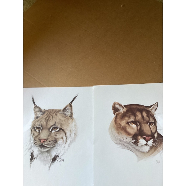 The drawing is a color pencil work by an artist named "Caltiel". The Eurasian lynx is widespread ac