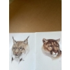 Image 1 : The drawing is a color pencil work by an artist named "Caltiel". The Eurasian lynx is widespread ac