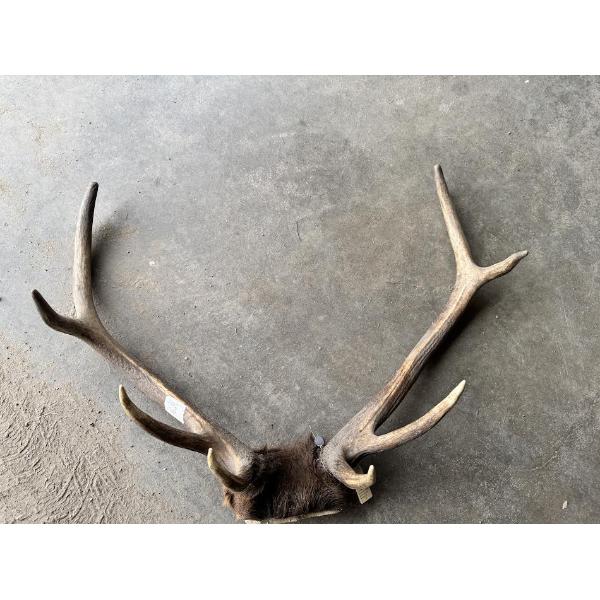 Large Elk Antler Rack with Skull Cap – Alberta Tagged

Large elk antler rack with attached skull cap