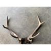 Image 1 : Large Elk Antler Rack with Skull Cap – Alberta Tagged

Large elk antler rack with attached skull cap