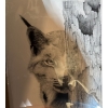 Image 1 : limited edition pen and ink print titled "Lynx" by artist Hap Wilson. 