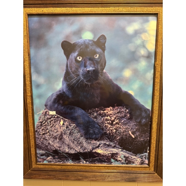 Jaguar picture. 20 and a half by 24