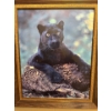 Image 1 : Jaguar picture. 20 and a half by 24