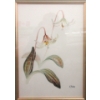 Image 2 : Original L. Bohm Erythronium Watercolour Painting 