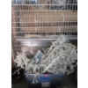 Image 1 : White Illuminated Christmas Tree in Tote