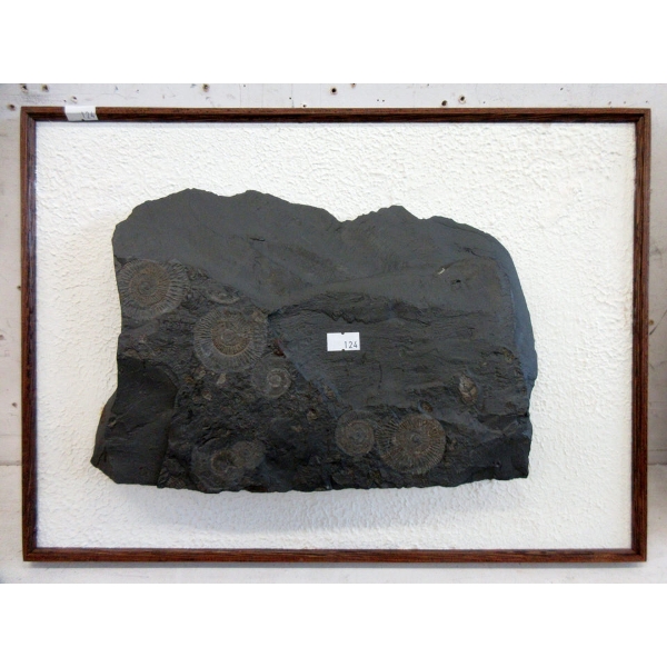 Ammonite Fossil Formation Mounted on Board