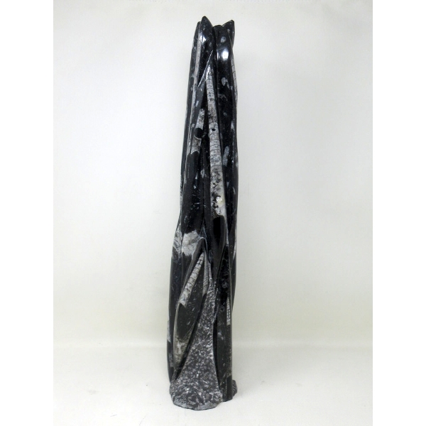 Carved 20" Orthoceras Fossil Formation