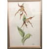 Image 2 : Original L. Bohm Orchid Watercolour Painting 