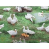 Image 1 : 9 M of New 100% Cotton Fabric - 44" Wide	