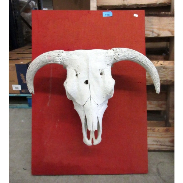 Buffalo Skull Mounted on Display Board