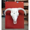 Image 1 : Buffalo Skull Mounted on Display Board