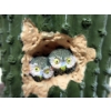 Image 2 : Southwestern Collection  "The Elf Owl" 6" Figurine