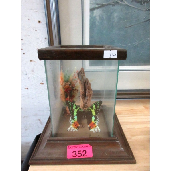 Butterfly Diorama in Display Case - 8" x 8" x 9" tall