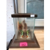 Image 1 : Butterfly Diorama in Display Case - 8" x 8" x 9" tall