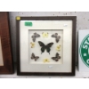 Image 1 : Framed Butterfly Collection - 16" x 16"