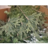 Image 1 : Skid of Customer Return Christmas Trees 