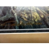 Image 3 : Denis Mayer Jr.  Ltd Edition "Morning Charm" Print