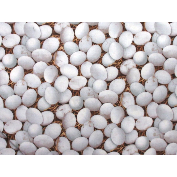 7.5 M of New 100% Cotton Fabric - 44  Wide	