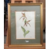 Image 1 : Original L. Bohm Orchid Watercolour Painting 