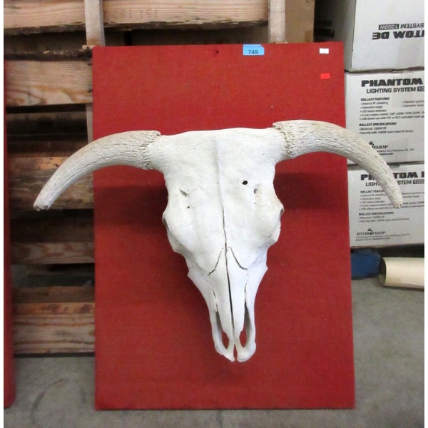 Buffalo Skull Mounted on Display Board