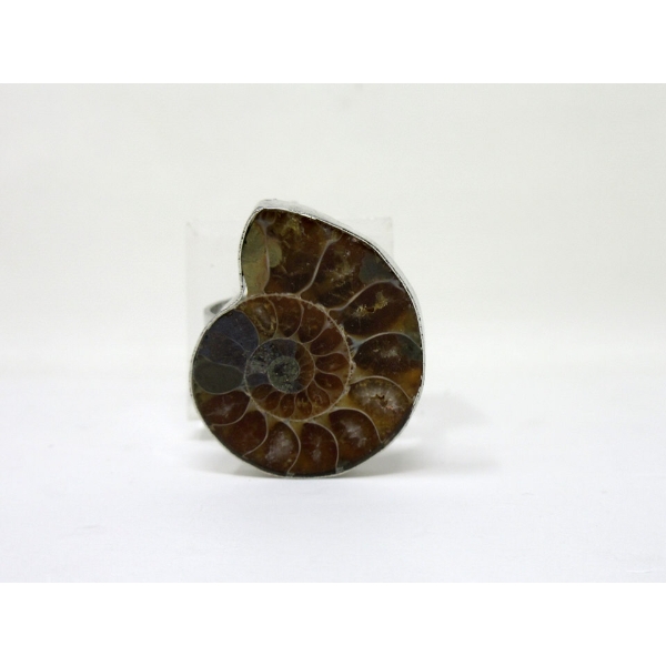 Ammonite Fossil Ring with Adjustable Band