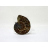 Image 1 : Ammonite Fossil Ring with Adjustable Band