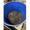 Image 1 : BUCKET OF 2 INCH NAILS
