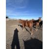 Image 2 : Bob Leach - Sorrel Gelding 