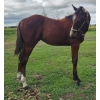 Image 2 : Addison Nygren - Hancock's Goldengambler - AQHA Colt 