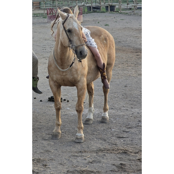 Ashley McKenzie - 20-year-old palomino gelding.  