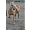 Image 1 : Ashley McKenzie - 20-year-old palomino gelding.  