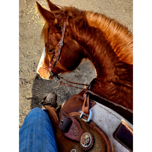 Ashley McKenzie - Grade Quarter Horse mare. Kids Horse