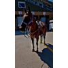 Image 1 : Ty Kakoske - 26-year-old grade bay Quarter Horse gelding.  