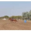 Image 5 : Jody Anderson - 5yr old Sorrel AQHA, Naeric & Superstakes Gelding