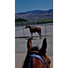 Image 2 : Ty Kakoske - 26-year-old grade bay Quarter Horse gelding.  