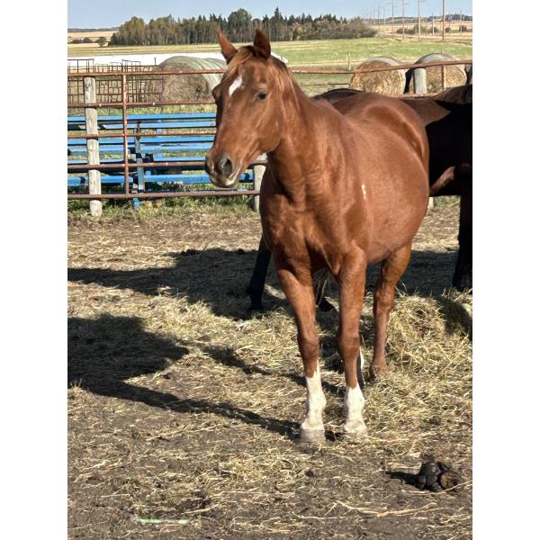 Bob Leach - Sorrel Gelding 