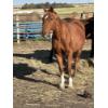 Image 1 : Bob Leach - Sorrel Gelding 